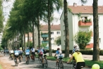 Radfahrer auf einer Lärchenallee vor gelben und grünen                 
                        Häusern